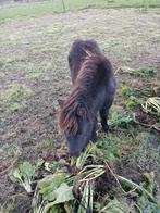 Pony Merie veulen, Dieren en Toebehoren, Ophalen of Verzenden, Overige soorten