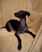 Zwarte Italiaanse Windhond Pup- TILO- Kampioenslijnen-FCI, Dieren en Toebehoren, Honden | Windhonden, Rabiës (hondsdolheid), 15 weken tot 1 jaar