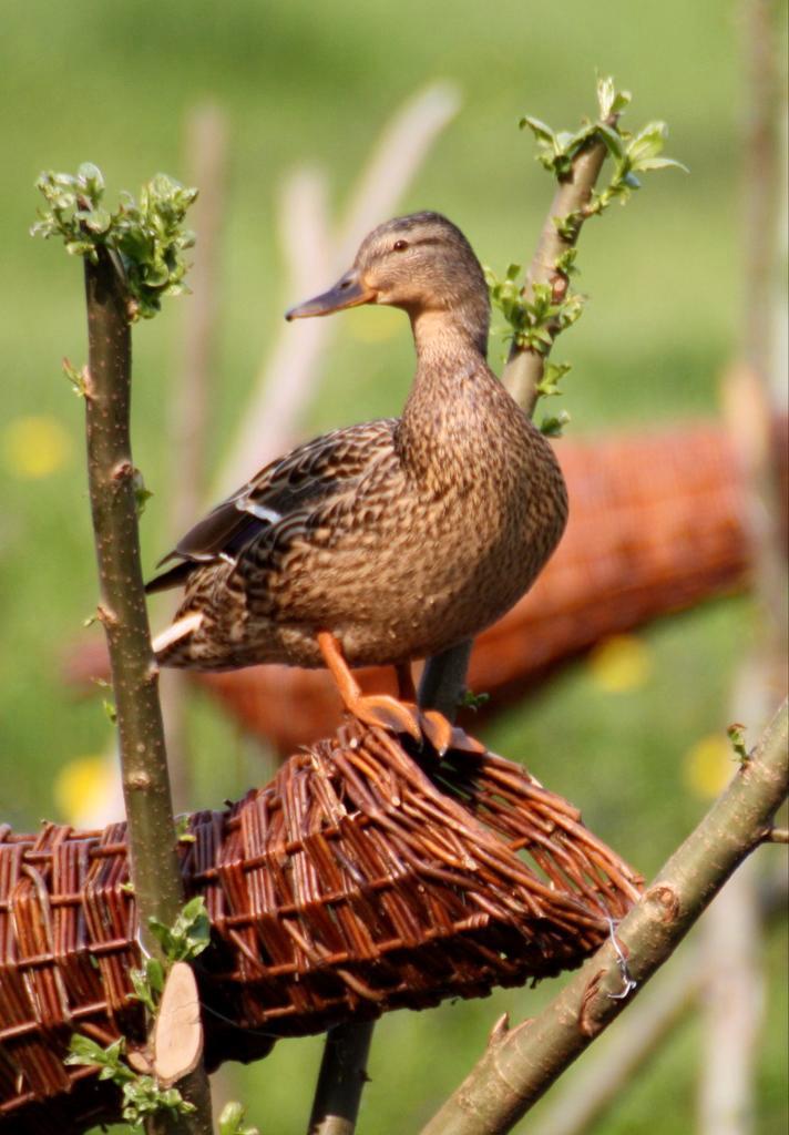 Broedkorf.eendenbroedkorf.eendenkorf.eendennest.korf, Dieren en Toebehoren, Pluimvee, Kip, Mannelijk