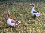 Koppel GANZEN, Dieren en Toebehoren, Pluimvee, Meerdere dieren, Gans of Zwaan