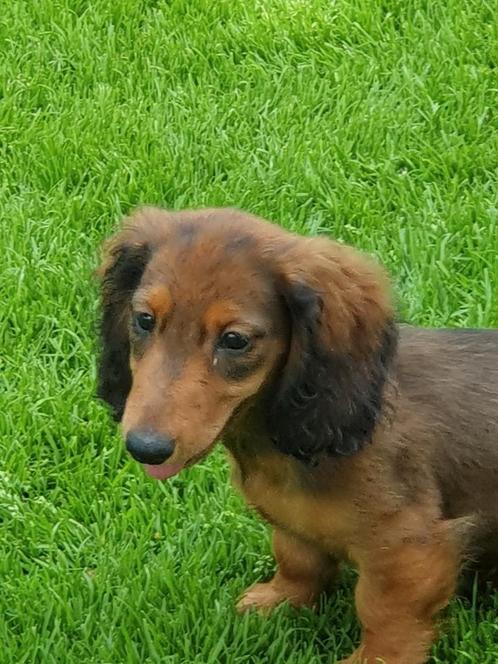 Langharige dwerg teckel pup  1 reutje, Dieren en Toebehoren, Honden | Teckels en Dashonden, Meerdere dieren, Dwerg, Particulier