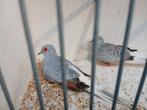 Koppel diamantduifjes, Dieren en Toebehoren, Vogels | Overige Vogels, Meerdere dieren