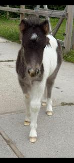 Bruin Welsh B merrie veulen & Bont shetlander hengst veulen, Dieren en Toebehoren, Pony's, Merrie, 0 tot 2 jaar, C pony (1.27m tot 1.37m)