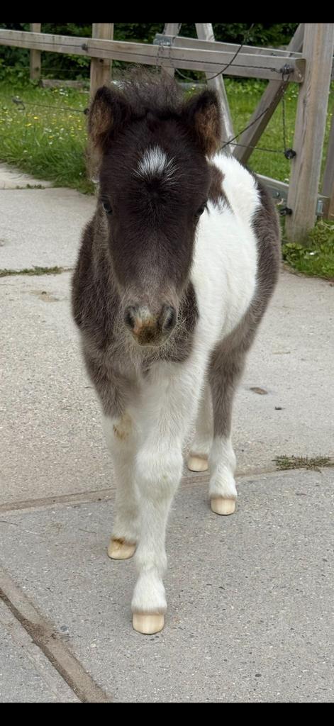 Bruin Welsh B merrie veulen & Bont shetlander hengst veulen, Dieren en Toebehoren, Pony's, Merrie, Onbeleerd, C pony (1.27m tot 1.37m)