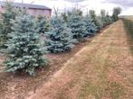 Kerstbomen nordmann omorika blauwspar fijnspar conica, Tuin en Terras, Overige soorten, Minder dan 100 cm, Zomer, Ophalen