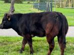 Mooi zoogstel tekoop met luxe vaarskalf, Dieren en Toebehoren, Runderen, Vrouwelijk