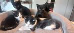 lieve kittens, Dieren en Toebehoren, Katten en Kittens | Overige Katten, Meerdere dieren, Kortharig, 0 tot 2 jaar