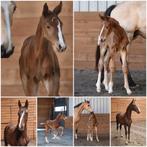 Verschillende gave veulens, vos, valk, palomino, Dieren en Toebehoren, Paarden, Met stamboom, Minder dan 160 cm, Dressuurpaard