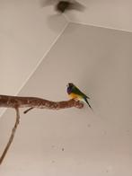 Gouldamadine/tropische vogels, Mannelijk, Tropenvogel