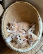prachtige maine coon kittens met stamboom, Dieren en Toebehoren, Katten en Kittens | Raskatten | Langhaar, Meerdere dieren, Gechipt