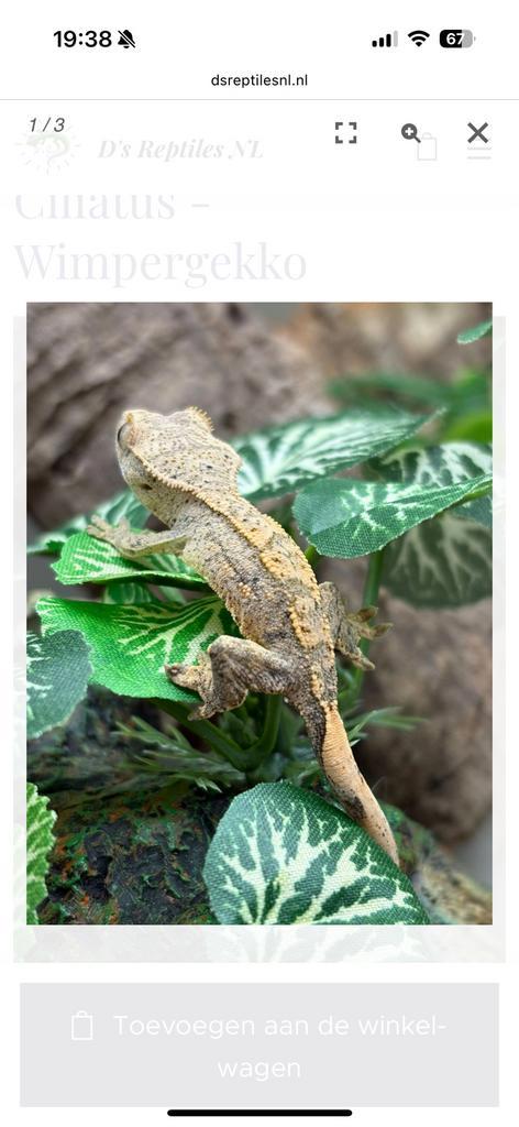 Correlophus Ciliatus - Wimpergekko baby