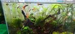 Jonge guppies mix, Dieren en Toebehoren, Vissen | Aquariumvissen, Vis, Zoetwatervis, Schoolvis