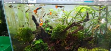 Jonge guppies mix beschikbaar voor biedingen