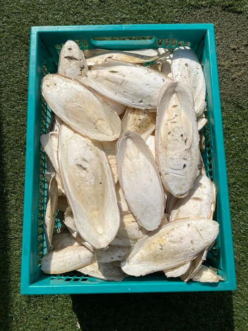 Sepia, Zeekat, Zeeschuim, Dieren en Toebehoren, Vogels | Toebehoren, Nieuw, Eten en Drinken, Ophalen of Verzenden
