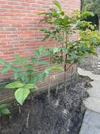 Walnoot, Ophalen of Verzenden, Overige soorten, 250 cm of meer