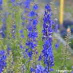 Zaden Delphinium consolida blauw, Verzenden, Volle zon