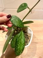 Hoya diversifolia splash, Huis en Inrichting, Kamerplanten, Minder dan 100 cm, Bloeiende kamerplant, Groenteplant, Halfschaduw