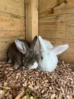 Dwerkonijnen, Dieren en Toebehoren, Konijnen, Meerdere dieren