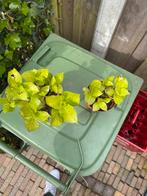 Hortensia, Tuin en Terras, Halfschaduw, Zomer, Overige soorten, Ophalen