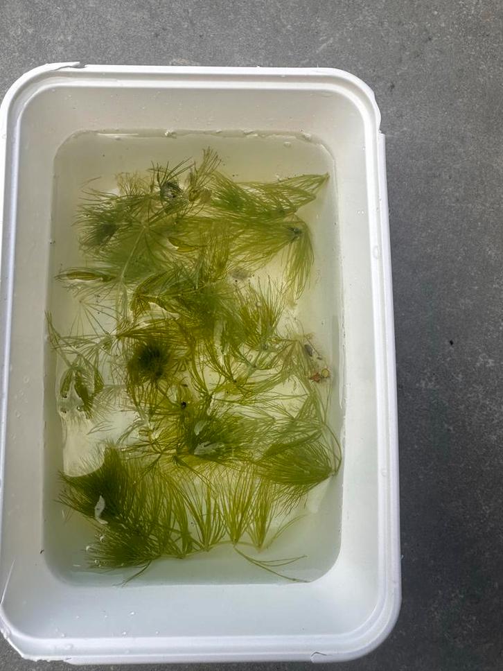 Ceratophyllum demersum – zuurstofplant  €1 per bakje, Dieren en Toebehoren, Vissen | Aquariumvissen, Kreeft, Krab of Garnaal
