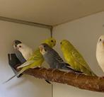 Jonge grasparkieten | Meerdere kleuren, makkelijk tam!, Dieren en Toebehoren, Meerdere dieren, Parkiet, Tam