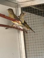 Koppel groenlingen met jongen, Dieren en Toebehoren, Vogels | Overige Vogels, Meerdere dieren, Wildzangvogel, Geringd