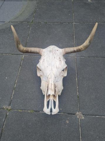 Koeienschedel met Hoorns beschikbaar voor biedingen