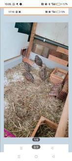 Harlekijn kwartel, Dieren en Toebehoren, Vogels | Overige Vogels, Mannelijk, Tropenvogel