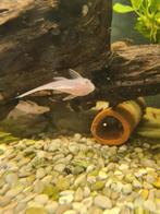 Snowwhite Ancistrus grote groep jongen 80 stuks te koop., Vis