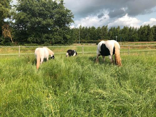 Verzorger gezocht, Dieren en Toebehoren, Paarden en Pony's | Overige Paardenspullen, Ophalen