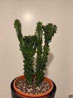 Mooie Crested euphorbia cactus kamerplant, Huis en Inrichting, Kamerplanten, Cactus, Ophalen of Verzenden