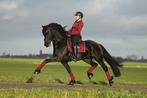 Friese paarden te koop bij Stal Okkema, Dieren en Toebehoren, Gechipt, 7 tot 10 jaar, Ruin, Niet van toepassing