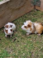 Twee borstelharige jonge cavia's., Dieren en Toebehoren, Knaagdieren, Juli, Meerdere dieren, Cavia