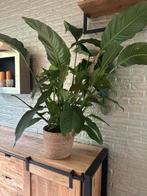 Mooie Vredeslelie (Spathiphyllum) in pot, Ophalen, 100 tot 150 cm, Overige soorten, Halfschaduw