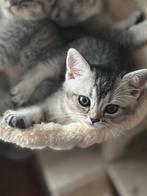 Silver Shaded Brits Korthaar kittens LAATSTE POESJE!, Dieren en Toebehoren, Katten en Kittens | Raskatten | Korthaar, Meerdere dieren