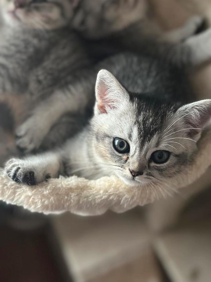 Silver Shaded Brits Korthaar kittens LAATSTE POESJE!, Dieren en Toebehoren, Katten en Kittens | Raskatten | Korthaar, Meerdere dieren