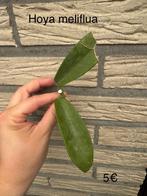 Pakket 1 hoya’s, Huis en Inrichting, Ophalen of Verzenden, Overige soorten, Minder dan 100 cm