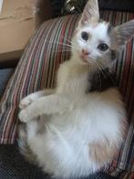 Kittens, Dieren en Toebehoren, Meerdere dieren, Ontwormd, 0 tot 2 jaar