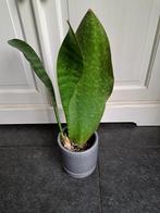 Sanseveria, Ophalen of Verzenden, Halfschaduw, Minder dan 100 cm