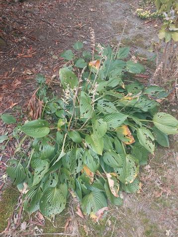 Hosta plant voor de halfschaduw beschikbaar voor biedingen