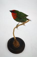 Recent opgezette Roodkop-papagaai amadine PREPARATENSHOP, Verzamelen, Dierenverzamelingen, Nieuw, Opgezet dier, Vogel, Ophalen of Verzenden