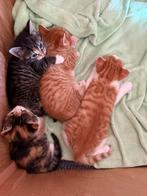 Lieve leuke kittens, Dieren en Toebehoren, Katten en Kittens | Overige Katten, Meerdere dieren, Kortharig, 0 tot 2 jaar
