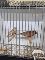 2  poppen, Dieren en Toebehoren, Vogels | Kanaries, Vrouwelijk, Kleurkanarie