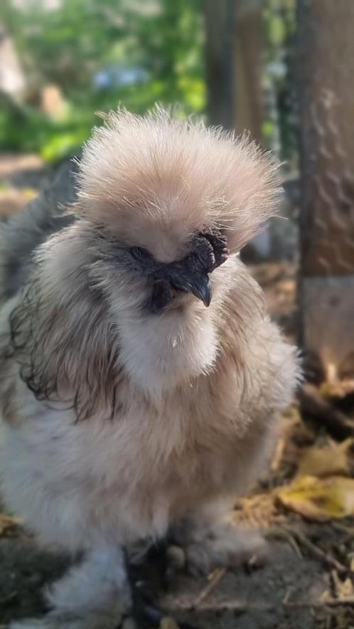 Zijdehoender kip haan, Dieren en Toebehoren, Pluimvee, Kip, Mannelijk