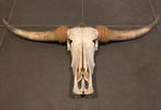 Schedel buffel met hoorns - Decoratie, Huis en Inrichting, Woonaccessoires | Wanddecoraties, Ophalen, Gebruikt