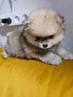 Pomeranian, pomeriaan, dwergkees puppy, Dieren en Toebehoren, Honden | Poolhonden, Keeshonden en Oertypen, CDV (hondenziekte)