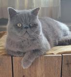 Prachtige Lilac exotic kater, Kater