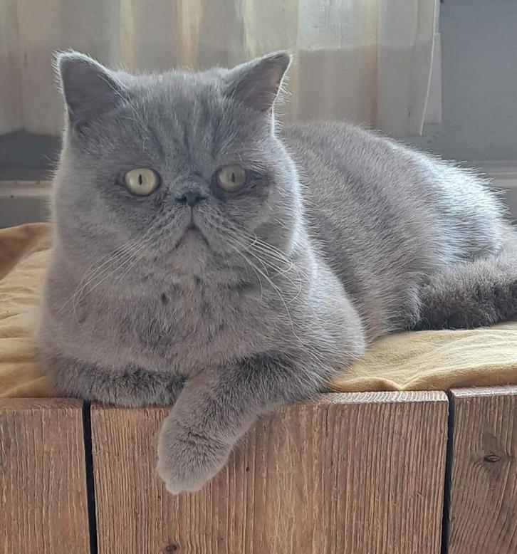 Prachtige Lilac exotic kater, Dieren en Toebehoren, Katten en Kittens | Raskatten | Korthaar, Kater