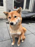 Shiba inu teefje! Moet weg!, 1 tot 2 jaar, Teef, Parvo, Eén hond