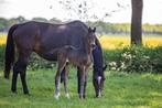 Hengstveulens uit predicaat- en sportrijke stam, Dieren en Toebehoren, Paarden, Hengst, Niet van toepassing, Dressuurpaard, 0 tot 2 jaar